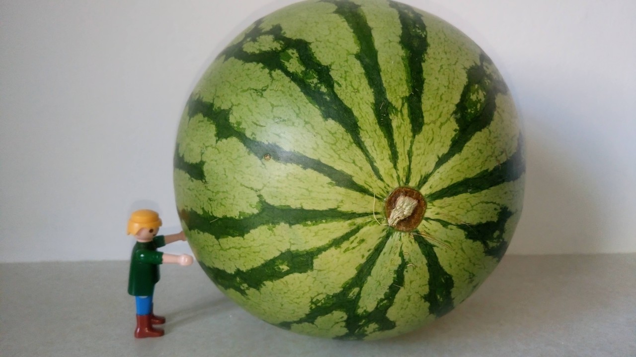 Melone-ganz