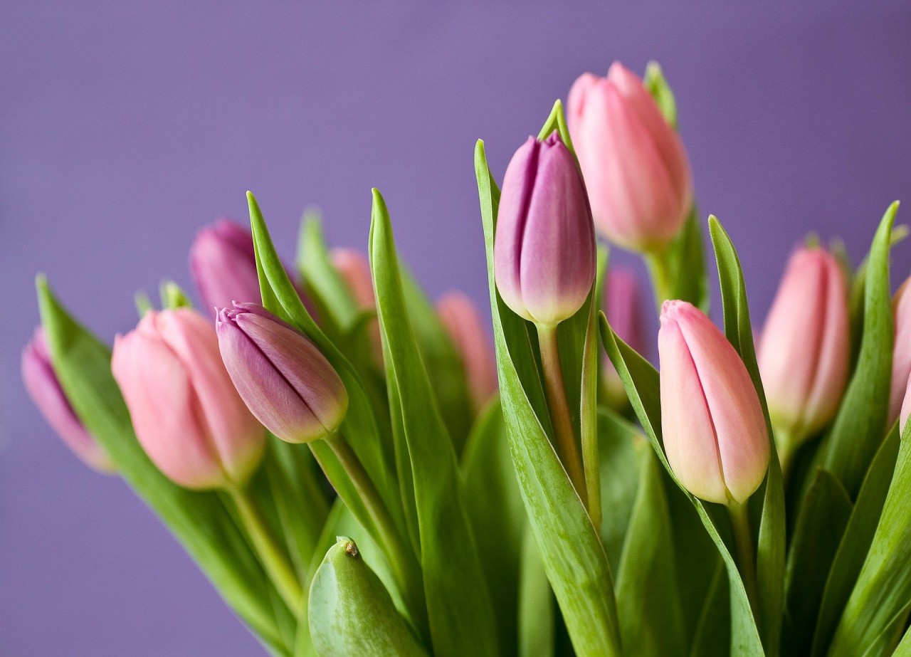 tulips-gf02a39c28_1920 tulips-gf02a39c28_1920